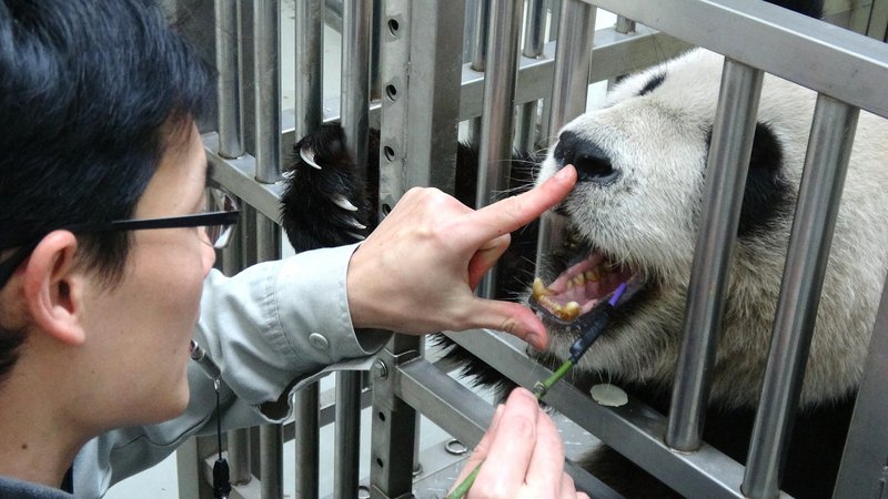台北市動物園大貓熊「圓圓」的牙齒先天性易磨損，牙齦狀況較差，因此團隊定期照護，透過訓練，讓「圓圓」可以接受用牙刷來刷牙。（台北市動物園提供）(圖:中央社)