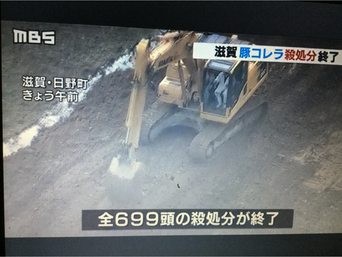 日本岐阜縣再爆豬瘟 撲殺約2000頭豬