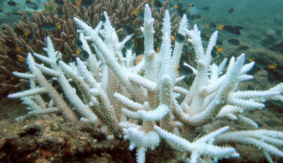 研究：熱浪殺死珊瑚礁 速度超乎想像