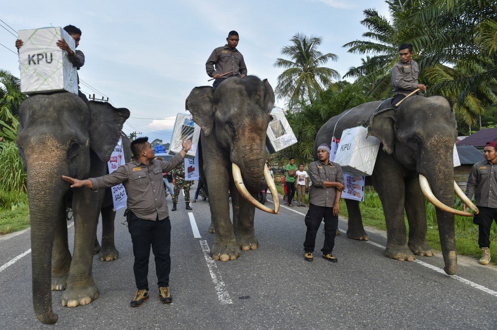 印尼17日展開全球規模數一數二的單日選舉活動，而且後勤任務艱鉅，在蘇門答臘(Sumatra)要出動大象運送票箱。 (AFP)