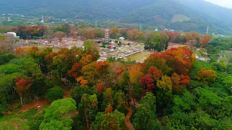 台東關山公墓旁數百棵的桃花心木換裝季節，遠望紅、黃、綠的樹葉就像「上帝的調色板」，美不勝收。（洪春景提供）