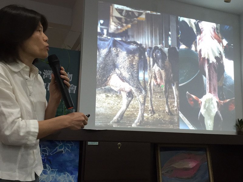 台灣動物社會研究會18日公布台灣乳牛面臨5大痛苦指標調查結果，指出乳牛無法補充充足營養，因而消瘦脊骨露出，為5大痛苦指標之1的「負能量平衡」現象，易生疾病。