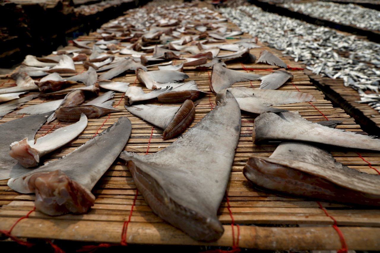 減少魚翅貿易 野生動物峰會將表決保護鯊魚