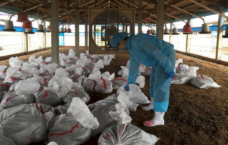 彰化竹塘傳H5N2禽流感 撲殺近2.5萬隻土雞