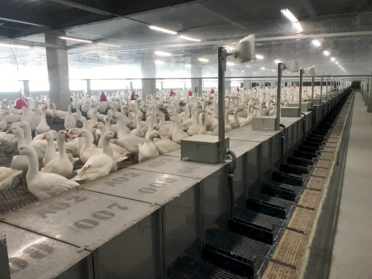 助鵝產業 台首套鵝產蛋辨識系統問世