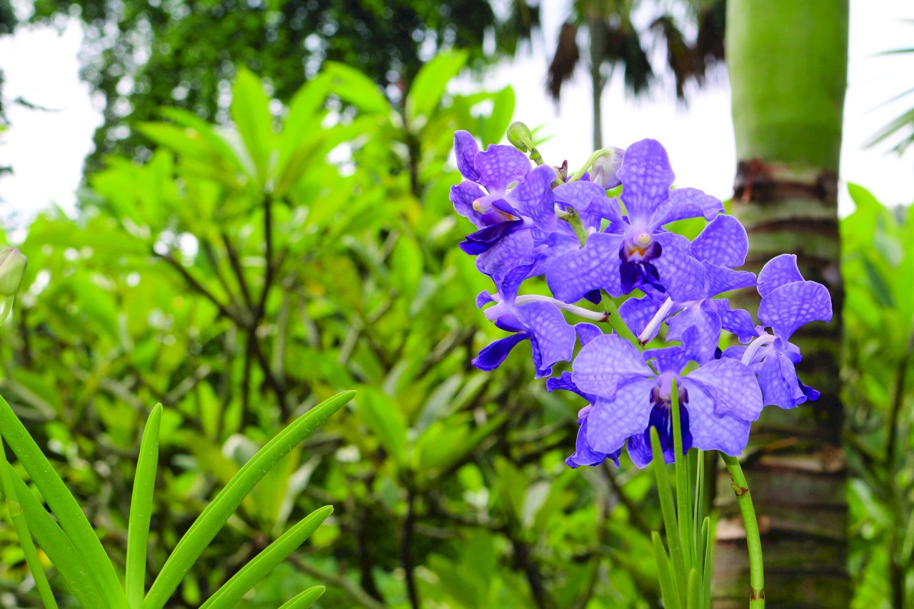助年長者對抗孤獨 新加坡租借花園鼓勵村里精神