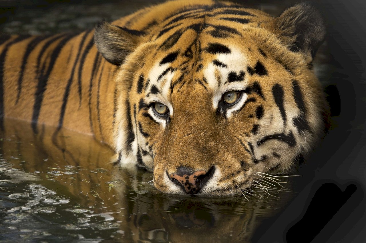 孟加拉公虎數量過低 引發憂慮