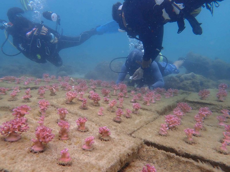 澎湖縣政府營造海洋花園,12日澎湖縣水產種苗繁殖場人員在馬公鎖港杭灣植栽300株珊瑚礁,活化海洋資源。(澎湖縣水產種苗繁殖場提供)