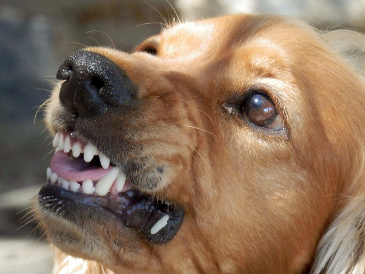 狂犬病致死率高 疾管署提醒應有預防措施
