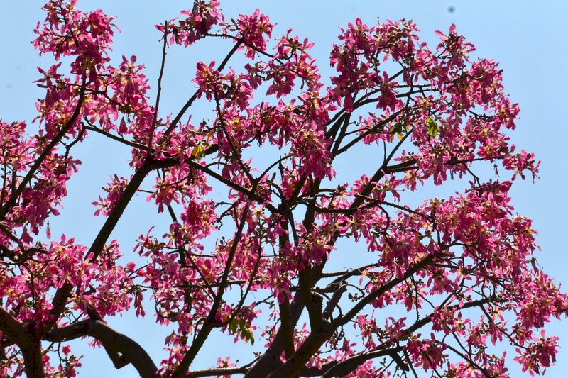 新北市板橋區八德公園入口處的一棵美人樹醒目耀眼，粉紅色大型花朵掛滿樹冠，奼紫嫣紅，襯托在藍天下展現浪漫氣息。