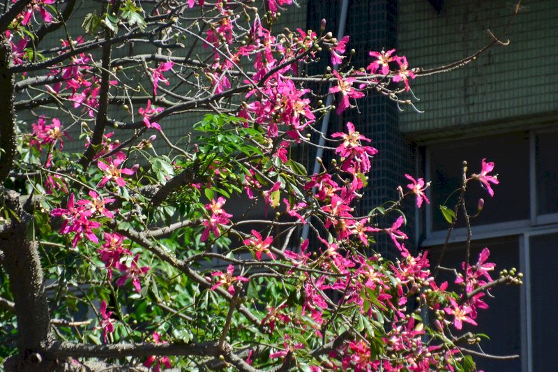 新北市板橋區雙十路旁美人樹換上新裝，逐漸褪去綠葉的美人樹，枝頭開滿桃紅色的花，讓街頭染上浪漫氣息。