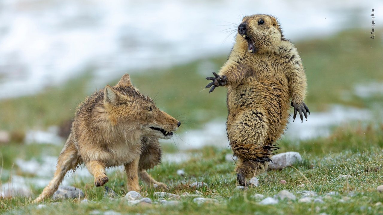 土撥鼠躲避狐狸驚險瞬間 照片奪野生動物攝影獎