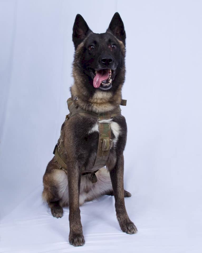 突襲巴格達迪立大功 軍犬萌照曝光名字保密
