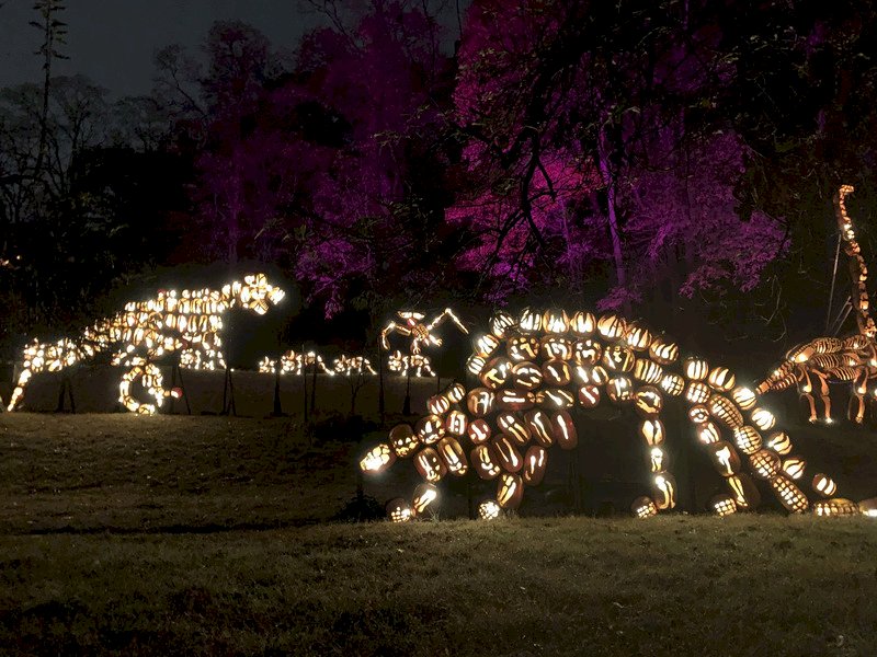 紐約哈德遜河谷「南瓜燈盛會」團隊發揮創意，將南瓜挖空、雕刻並排列成多隻閃閃發亮的巨型恐龍。