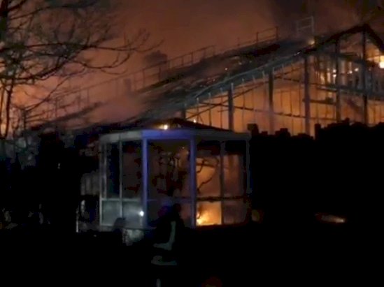 天燈致德國動物園大火 3女子自首