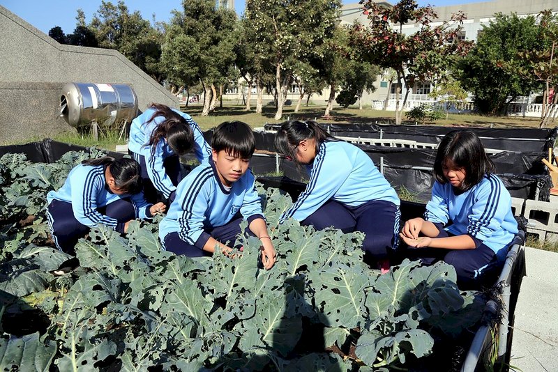 嘉義縣布袋國中在校園開發農地,由學生整地、栽種各類有機蔬菜,收成後作為營養午餐和老人食堂食材,還在市集販售,落實食農教育。(嘉義縣政府提供)