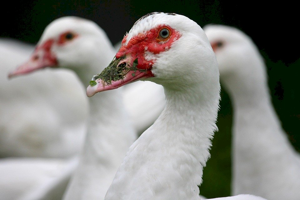 一週二爆 匈牙利再傳H5N8禽流感疫情
