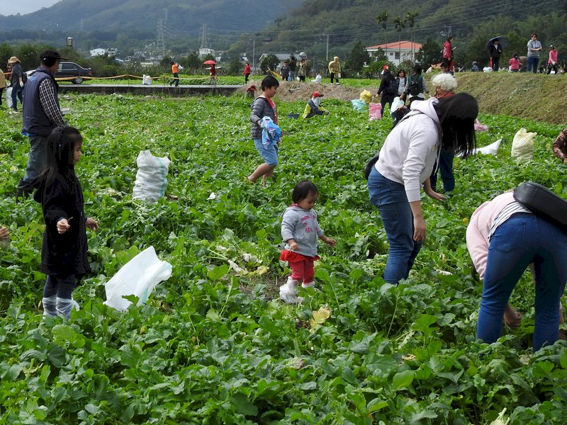 台東縣關山鎮公所鼓勵農民休耕期種植油菜花,也推廣種植原生的金嬌蘿蔔,作為農田綠肥,並舉辦「拔蘿蔔大賽」促進地方觀光產業。(台東縣政府提供)