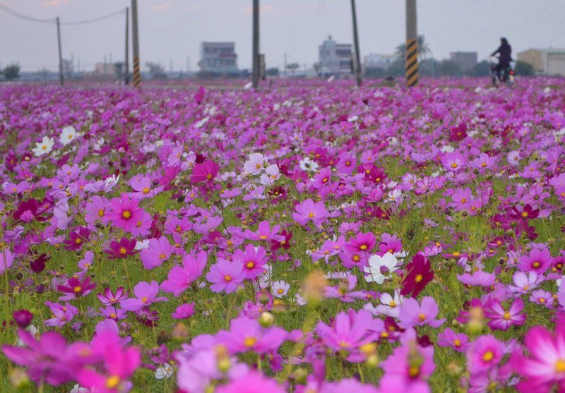 太保花海節今年邁入第5年,19日將在太保市高鐵聯外道路登場,25公頃有機田區目前已開滿了油菜花、波斯菊與白日草,歡迎民眾前來賞花,拍照打卡。
