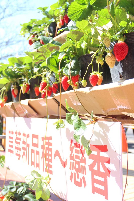苗栗縣大湖鄉有「草莓王國」之稱,農委會苗栗農改場培育新品種「苗栗1號-戀香」,由大湖地區農會取得品種授權,開放農民申請試種,第一期花已開花結果。
