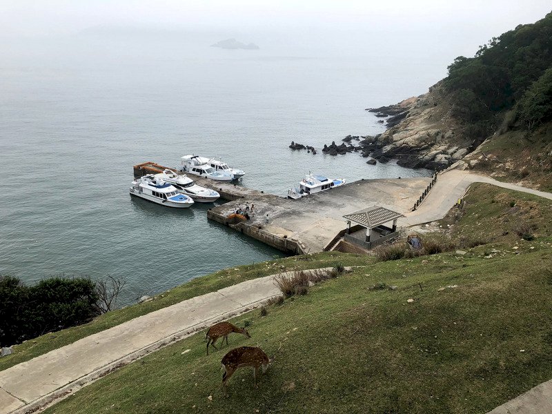 馬祖大坵梅花鹿生態之旅可近距離接觸梅花鹿,推出以來廣受好評;在小鹿可愛攻勢下,大坵島已成為馬祖觀光亮點,登島人數未來還有成長空間。(連江縣交通旅遊局提供)