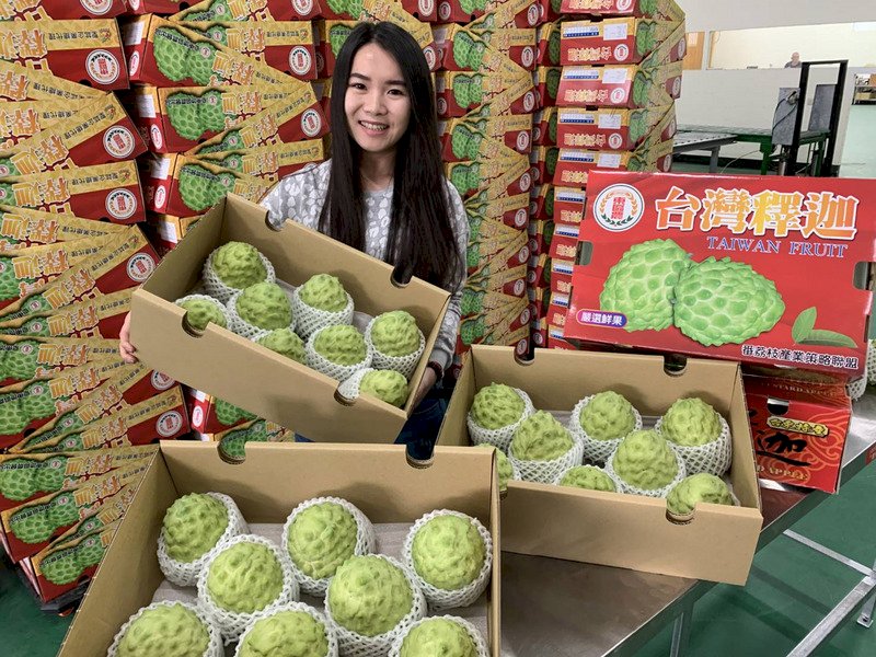 目前正值台東鳳梨釋迦盛產季節,農糧署東區分署表示,鳳梨釋迦不僅風味好,也有「事事佳」的美意,今年價格穩定,是春節送禮、自用皆宜的國產優質水果。(農糧署提供)