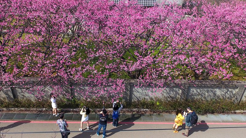 春節連假登場，台北市陽明山知名賞櫻景點平菁街42巷櫻花盛開，吸引不少遊客駐足留影。
