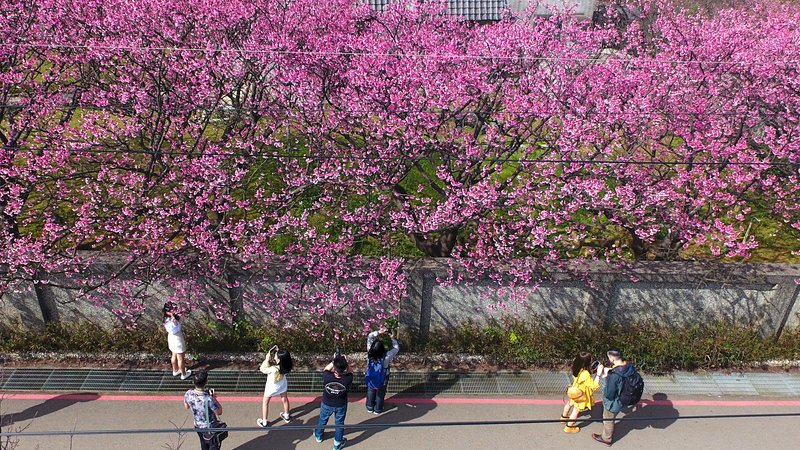 春節連假登場,台北市陽明山知名賞櫻景點平菁街42巷櫻花盛開,吸引不少遊客駐足留影。