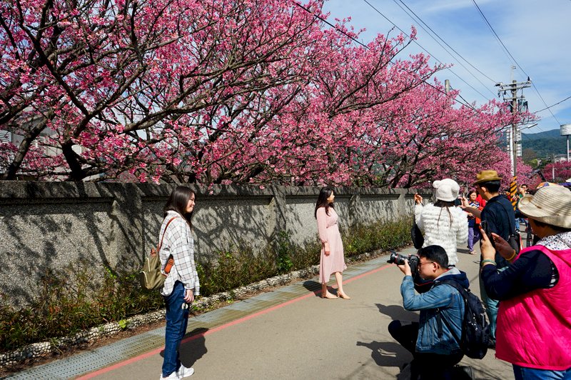 春節連續假期登場，台北市陽明山知名賞櫻景點平菁街42巷櫻花盛開，吸引許多遊客前往賞櫻，捕捉櫻花美景。