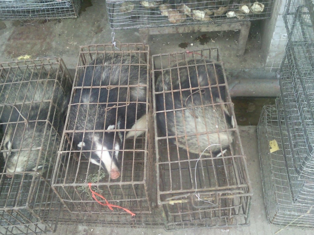 廣東緊急立法 禁買禁食野生動物