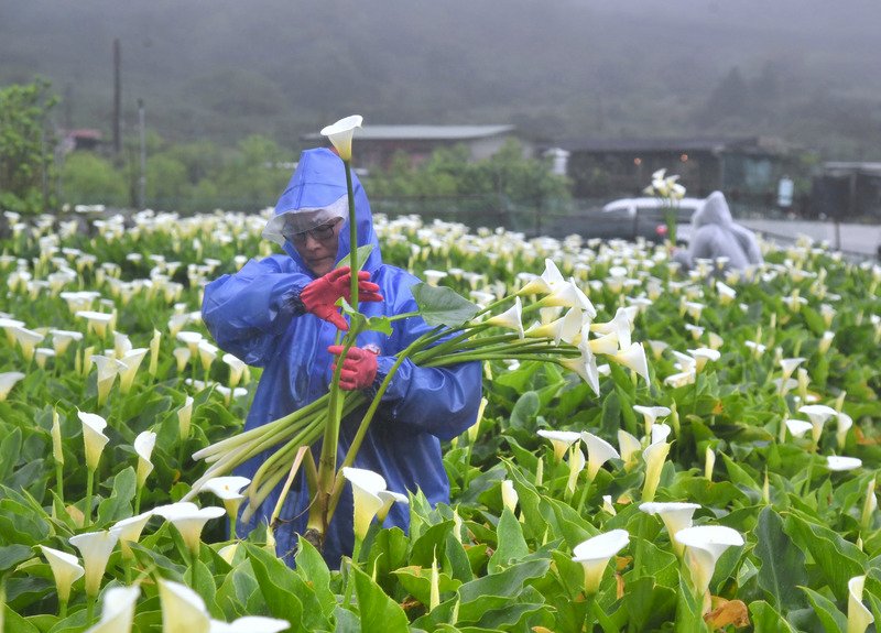 2020陽明山竹子湖海芋季開跑,28日有農夫在田裡栽取海芋販售給民眾,民眾也可以親自下田體驗採花樂趣。(圖:中央社)