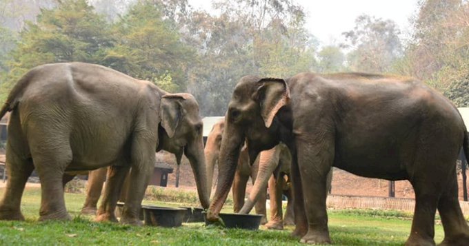 疫情下兩樣情 泰國野生動物自在飼養大象鬧飢荒