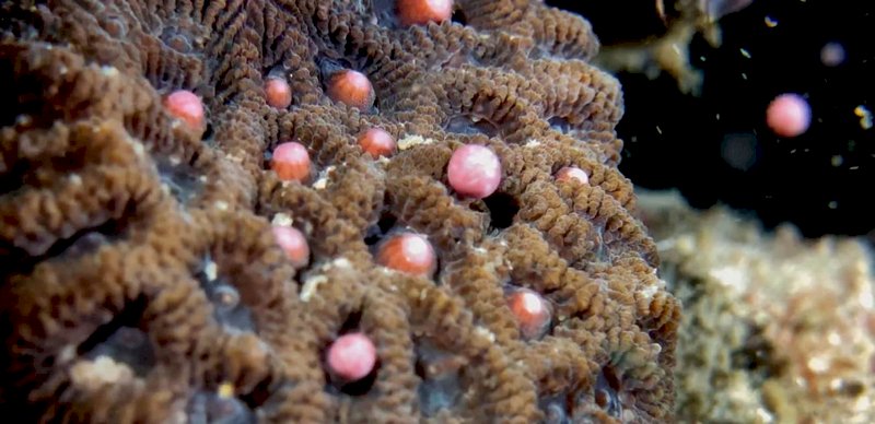 墾丁海域珊瑚14日、15日大量產卵，粉紅色精卵團占多數，海底冒粉紅泡泡，正好呼應著海面上台灣正流行的「粉紅潮」。（蔡永春提供）