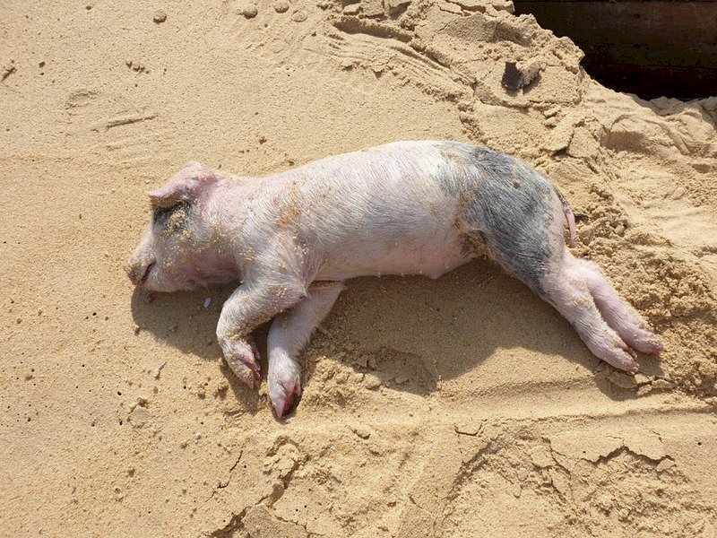 金門又見中國大陸海漂豬屍 確染非洲豬瘟