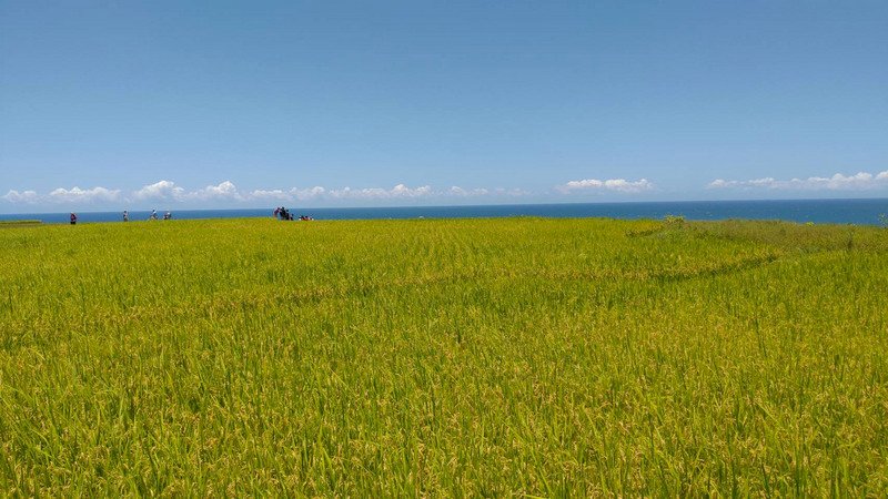 花蓮新社梯田是全台最大的臨海梯田，每年6月下旬稻穗成熟，收割前的金黃稻浪，在碧海藍天襯映下，成為最夯的拍照打卡景點。