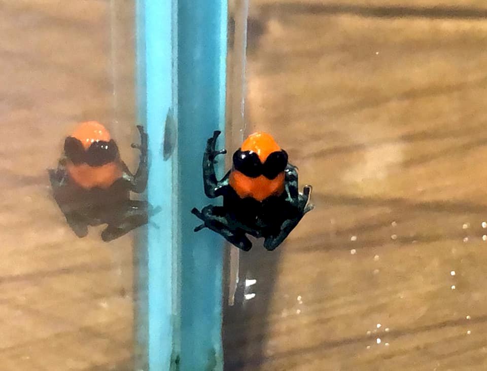 青蛙界的蠟筆小新！北市動物園首次成功繁殖火焰箭毒蛙