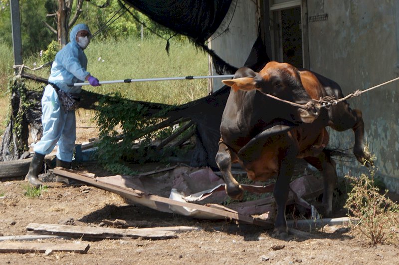 歐盟捐贈的1萬劑牛結節疹疫苗已運抵金門，高雄市動保處獸醫夏魁山（圖）等人24日繼續支援為牛注射疫苗。