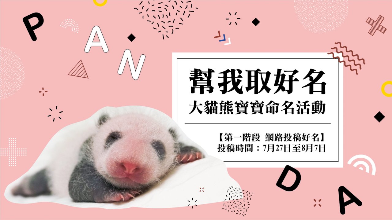 「圓仔妹」滿月   命名活動今起跑