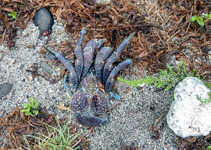 台東綠島一隻保育類椰子蟹,被當地居民郭文信發現時,身上不知被誰放置一顆拳頭大的石頭,郭文信雖趕緊拿下石頭搶救,但椰子蟹已經死亡。(郭文信提供)