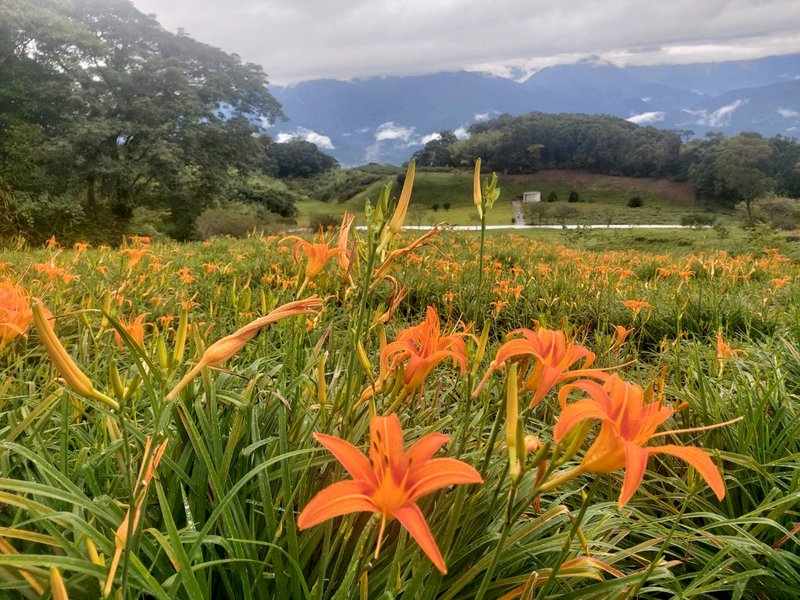 花蓮金針花季1日起展開,將維持至9月13日,目前開花率約3成,為避免大量賞花車潮湧入山區,警方即日起實施交管。(李姓農民提供)