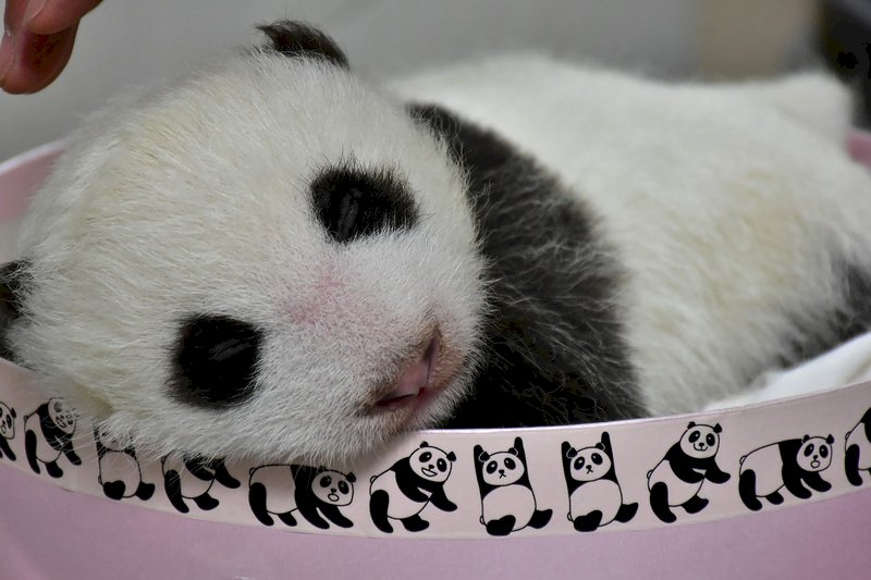 台北市立動物園的大貓熊「圓仔妹」體重已突破2公斤,身上也長出更多毛髮,外表更有大貓熊樣。(台北市立動物園提供)
