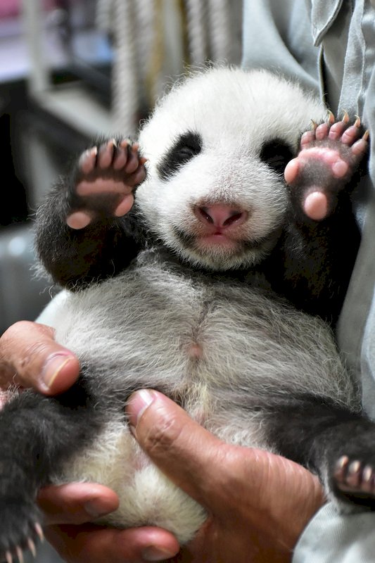 台北市立動物園表示,大貓熊「圓仔妹」達38日齡,體重也突破2公斤,外表更有大貓熊樣;為確保安全,保育員都得用雙手穩穩抱起「圓仔妹」以量體重。(台北市立動物園提供)