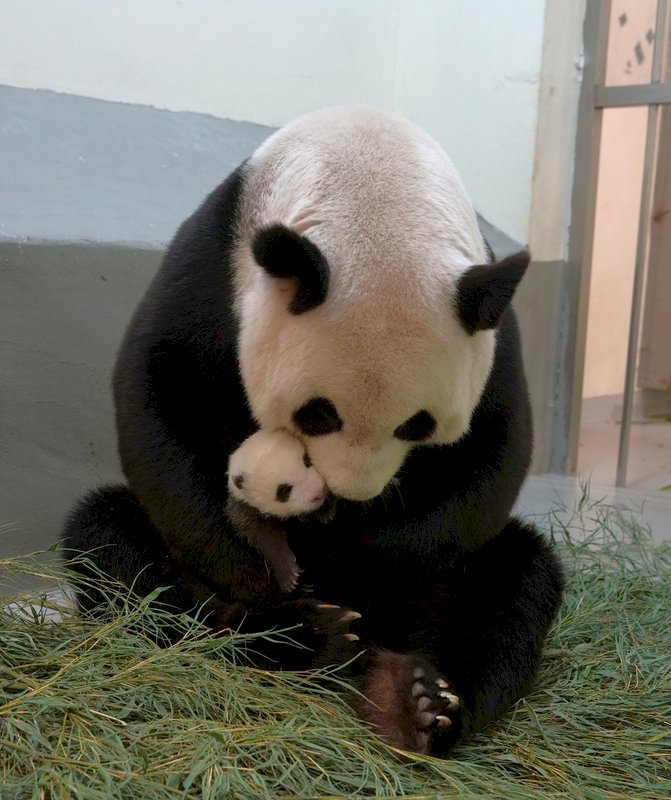 大貓熊寶寶「圓仔妹」出生至今已43日齡，體重2381.8公克，被媽媽「圓圓」抱在懷裡，穩定成長中。（台北市立動物園提供）