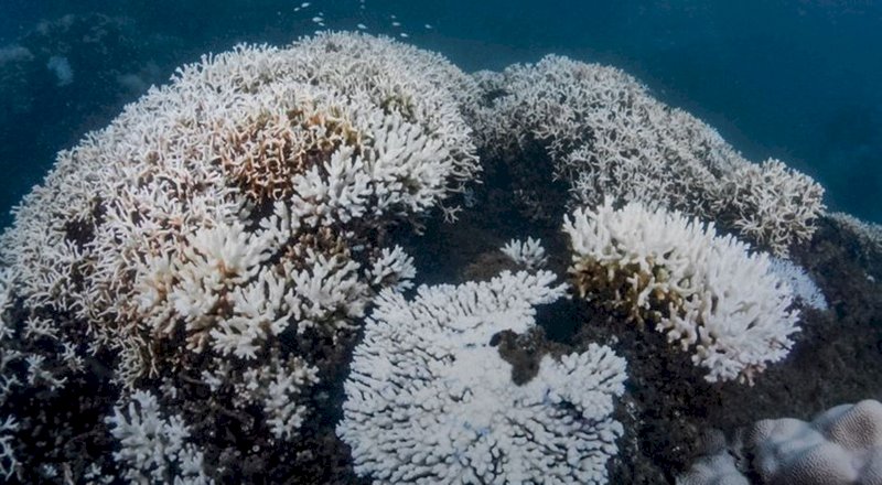 今年夏季持續高溫且颱風少，導致淺海水溫度一直維持在攝氏31度以上，除了墾丁珊瑚一片白化，小琉球珊瑚白化也相當嚴重。（台灣潛水公司提供）