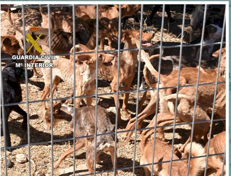 營養不良又脫水 西班牙警方救出41條狗