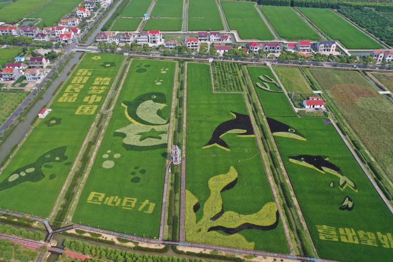 上海橫沙島近年推出稻田彩繪，配合民宿、休閒農場等吸引遊客。