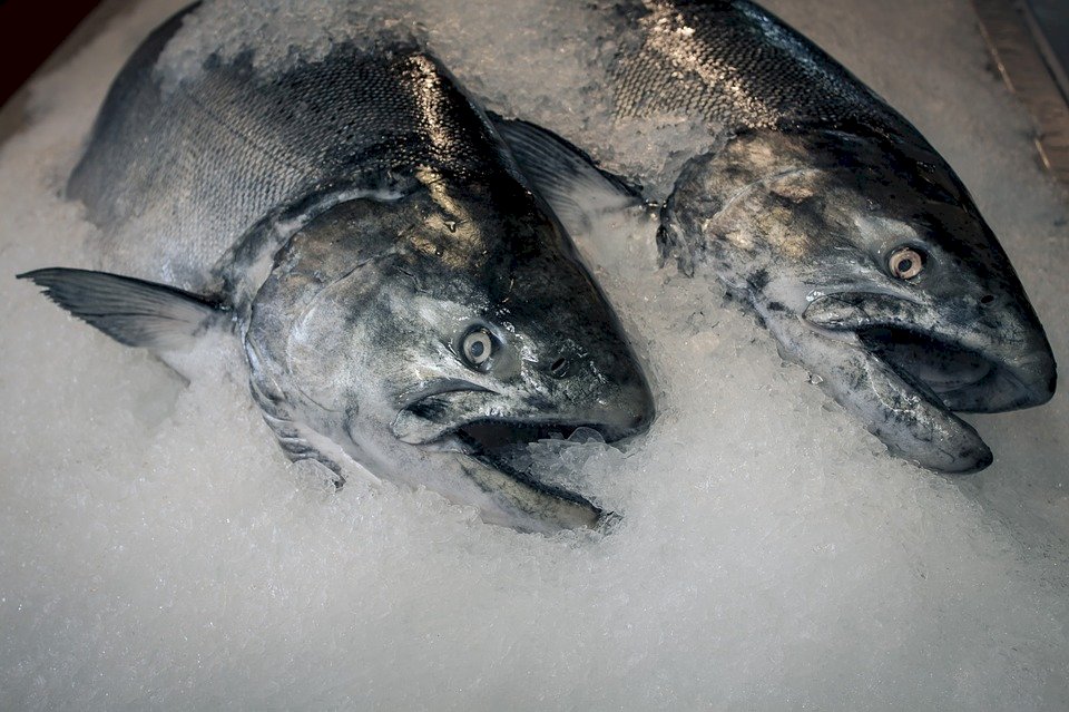 因應中國進口禁令 日本政府追加1.4億美元補貼漁業