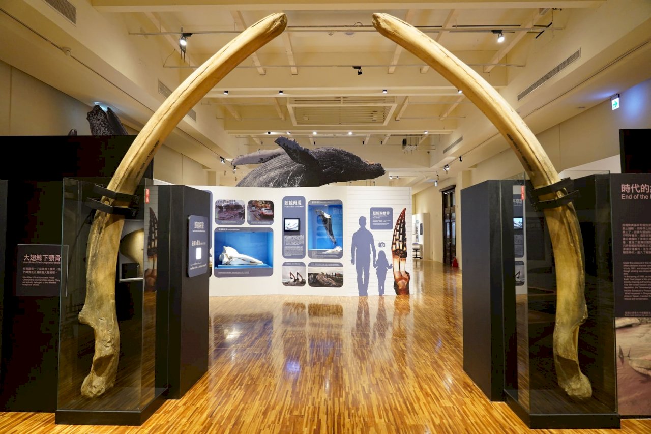 「朗氏喙鯨」全身骨骼  國內首度公開