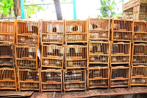 中國賣寵物用快遞 上萬動物被困6天死九成
