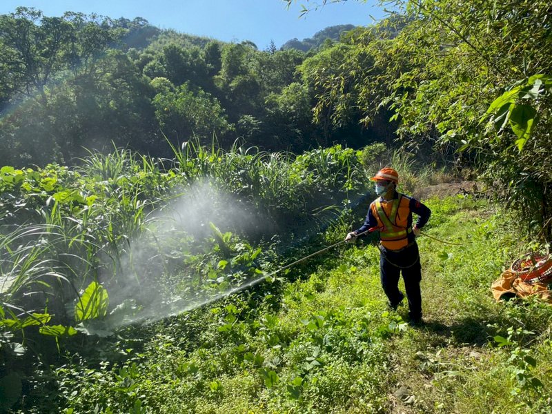 三峽登革熱又添3人  高風險筍園設管制點